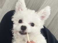 Akıllı kızımızdan ayrılmak zorundayız maltese terrier