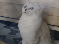 Sahibinden ücretsiz bir birbirinden güzel kediler
