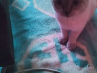 6 aylık erkek blue point british shorthair