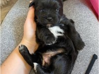 Çanta Boy Büyümeyen Morkie Yavruları