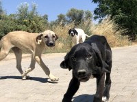 Şirin Av Köpeği Yavruları Sahiplendirilecektir
