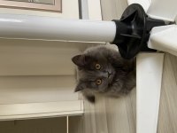 British shorthair yeni yuvamızı arıyoruz