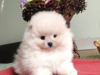 Güzel Minik Erkek Pomeranian