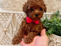 Secereli Anne Babadan %100 Orijinal Red Toy Poodle