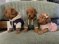 SAFKAN RED BROWN TOY POODLE YAVRULAR