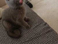 Erkek british shorthair