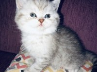 Scottish Fold ve British
