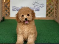 Toy Poodle Bebek Köpekler Referans Yavru