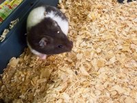 ÜCRETSİZ 2 ADET HAMSTER