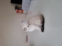 Scottish fold bluepoint