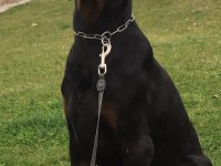 A SECERE SAFKAN DOBERMAN YAVRULAR