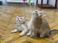 Özel Kan Hattı British Shorthair Golden (NY11 & NY25)