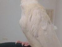 Lutino kırmızı göz sultan papağanı