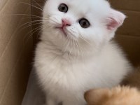 Scottish Fold 2 Aylık Yavru Kedimiz
