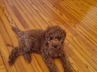 Toy Poodle Yavru