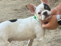Fransız bulldog