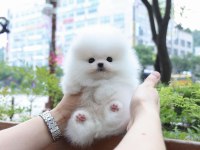 ORJİNAL POMERANİAN BOO YAVRULARIMIZ