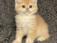 Anne Baba Şecereli Safkan Golden NY12 British Shorthair