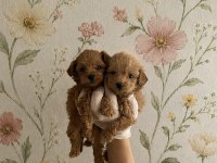 Orijinal Ev Üretimi Gerçek Teacup Maltipoo
