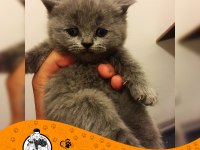 British Shorthair Blue