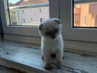 2 Adet Dişi Scottish Fold