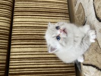 Minik yavrularımıza yuva arıyoruz british shorthair