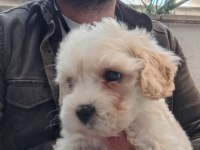 Maltipoo erkek