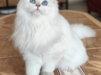 Ev ortamında büyüdü british longhair