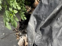 Dört tane bebek kediye yuva arıyoruz