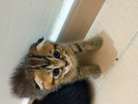Scottish fold 1.5 aylık