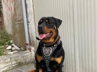 1 Yaşında Rottweiler Nacar Arex