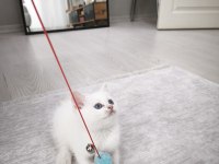 45 Günlük Eğitimli Scottish Fold