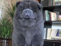 Blue Chow Chow Yavruları