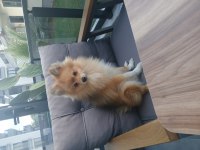 9 aylık erkek pomeranian