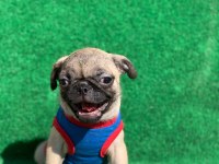 SAFKAN ORJİNAL DİŞİ VE ERKEK PUG MOPS YAVRULAR