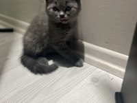 Sağlıklı british shorthair kediler
