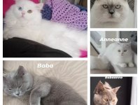 Bursa içi british longhair yavrular