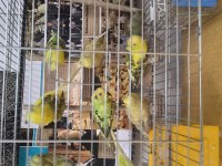 3 aylık yavru muhabbet kuşları