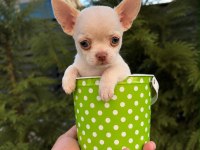 Oyuncak gibi mini boy WC eğitimli chihuahua