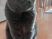 Scottish fold badem yuvasını arıyor
