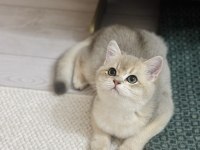 British Shorthair Kedisi