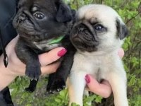 PUG YAVRULARI SON İKİ İNDİRİMLİ FIRSAT