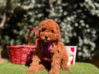 Safkan Toy Poodle Yavrularımız
