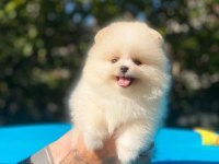Pomeranian boo yavrular