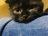 Scottish fold kedimiz