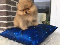 POMERANİAN BOO YAVRULARI
