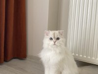 3 Yaşında Kedimizi Sahiplendirme