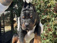 Şeceresiz Black Tan 30 Günlük Özel Doberman Yavrusu