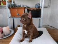 ÖZEL LİLA RENK 1 YAŞINDA DİŞİ CHİHUAHUA