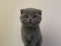 Safkan scottish fold yavrular